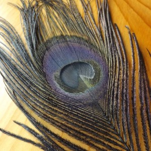 Bleached Peacock Eyes - Flybox 